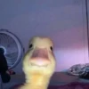 Duck or not 17