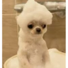 chihuahua 6