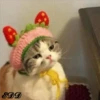 3🐈Meowcitos 🐱 10