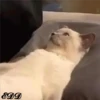 3🐈Meowcitos 🐱 11
