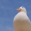 Duck or not 18