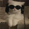 3🐈Meowcitos 🐱 13