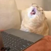 3🐈Meowcitos 🐱 14