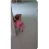 chihuahua 7