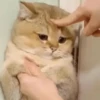 मुझे बिल्ली के बच्चे चाहिए 13