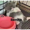 chihuahua 9