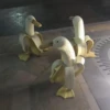 Duck or not 20