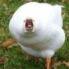 Duck or not 21