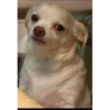chihuahua 10