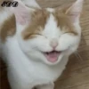 3🐈Meowcitos 🐱 16