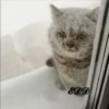 3🐈Meowcitos 🐱 17
