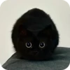 ДУНКАН - Черный кот 7