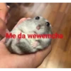 chihuahua 11