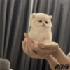 3🐈Meowcitos 🐱 18
