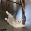 3🐈Meowcitos 🐱 19
