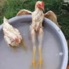 Duck or not 22