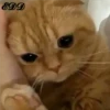 3🐈Meowcitos 🐱 20
