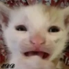 3🐈Meowcitos 🐱 21