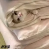 3🐈Meowcitos 🐱 22