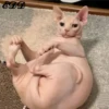 3🐈Meowcitos 🐱 23