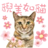 Catshostel CNY 2025 18