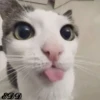 3🐈Meowcitos 🐱 24
