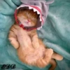 3🐈Meowcitos 🐱 26