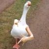 Duck or not 25