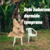 🌴 DtMF frases 🪑 Bad Bunny 🐰 14
