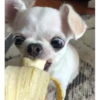 chihuahua 12