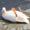 Duck or not 26