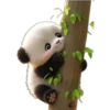 Pandas Kawaii❥☯︎ͫ1🇲🇽Clásica 27