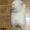 3🐈Meowcitos 🐱 27