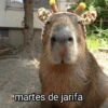 martes de jarifa