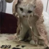 3🐈Meowcitos 🐱 29