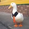 Duck or not 29