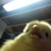 Duck or not 30