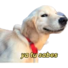 perritos memes 🐕 5