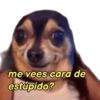 perritos memes 🐕 6