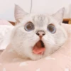 ~ Lindo gato 🐈 5