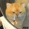 2🐈Meowcitos 🐱 5