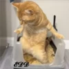 🐈Meowcitos 🐱 5