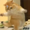 2🐈Meowcitos 🐱 6