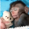 🐒🙊🌴 Monos 🌴🙊🐒 5