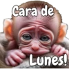 🙉🙊Lunes con Monos🙈🐵 6