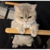 Random Cat Meme V1 5