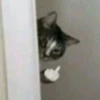 Cats 6