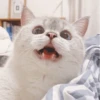 ~ Lindo gato 🐈 12