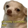 perritos memes 🐕 8