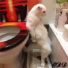 🐈Meowcitos 🐱 6